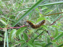 Eriogaster lanestris