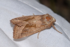 Enargia paleacea
