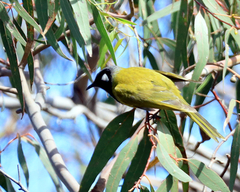 Nesoptilotis leucotis