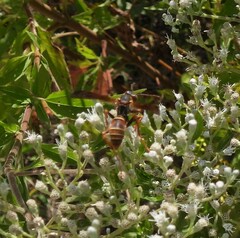 Polistes fuscatus