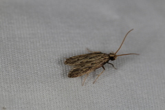 Spinitibia hodgesi