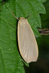 Eilema griseola