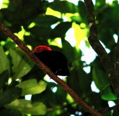 Ceratopipra rubrocapilla