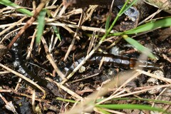 Cormocephalus esulcatus