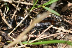 Cormocephalus esulcatus