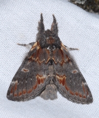 Notodonta dromedarius