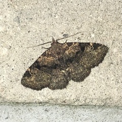 Metalectra quadrisignata