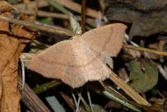 Cyclophora linearia