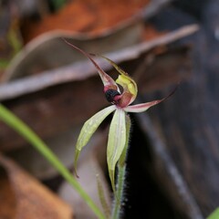 Caladenia macrostylis