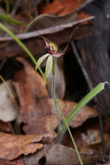 Caladenia macrostylis