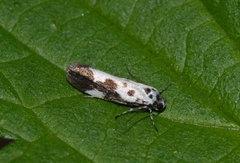 Ethmia quadrillella