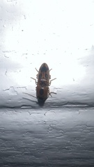Aeolus mellillus