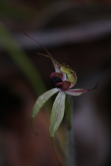 Caladenia macrostylis