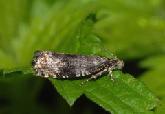 Syricoris lacunana