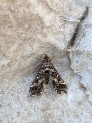 Diasemiopsis ramburialis