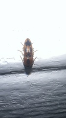 Aeolus mellillus