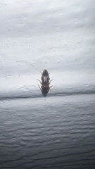 Aeolus mellillus