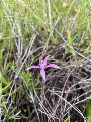 Caladenia hirta rosea