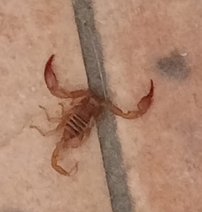 Euscorpius