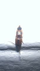 Aeolus mellillus