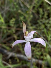 Caladenia hirta rosea