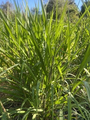 Panicum dichotomiflorum dichotomiflorum