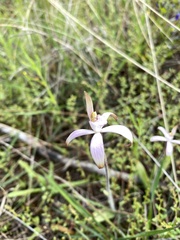 Caladenia hirta rosea