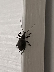 Otiorhynchus armadillo