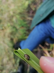 Succinea putris