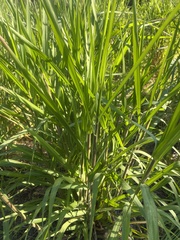 Panicum dichotomiflorum dichotomiflorum