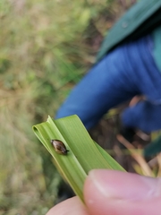 Succinea putris