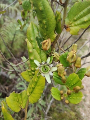 Passiflora