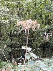 Apiaceae
