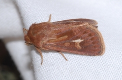 Cerapteryx graminis