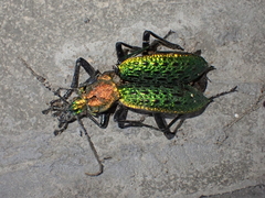 Carabus lafossei
