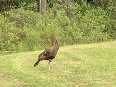 Meleagris gallopavo osceola
