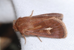 Cerapteryx graminis