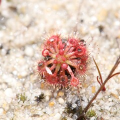 Drosera nitidula