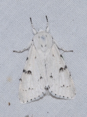 Acronicta leporina