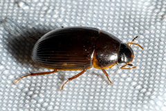 Cymbiodyta bifidus