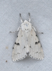Acronicta leporina
