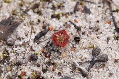 Drosera nitidula