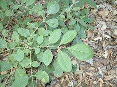 Fraxinus dipetala