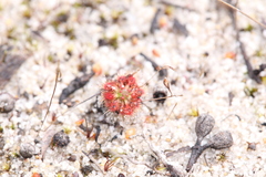 Drosera nitidula