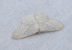 Idaea subsericeata