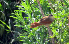 Certhiaxis cinnamomeus