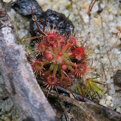 Drosera nitidula