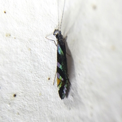 Nectopsyche splendida