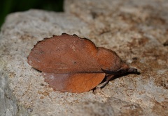 Gastropacha quercifolia