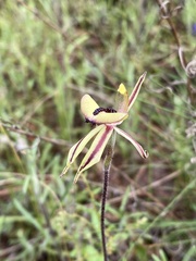 Caladenia roei